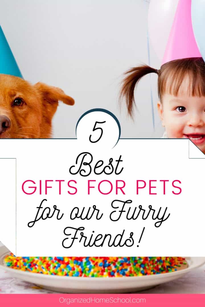 Top 5 Gifts for Pets - For Our Furry Kids