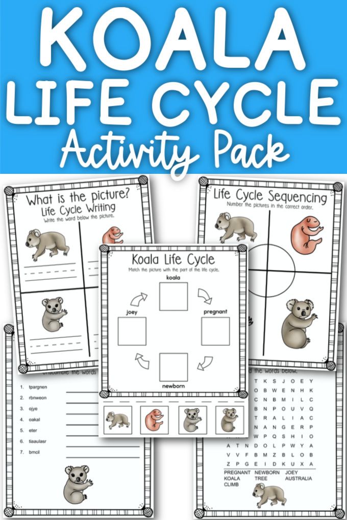 Koala Life Cycle Printables in 2023  Life cycles, Animal life cycles, Flip  book examples