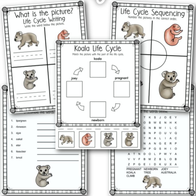 Life Cycle of a Koala Easy Activities for Kids Organized Home School