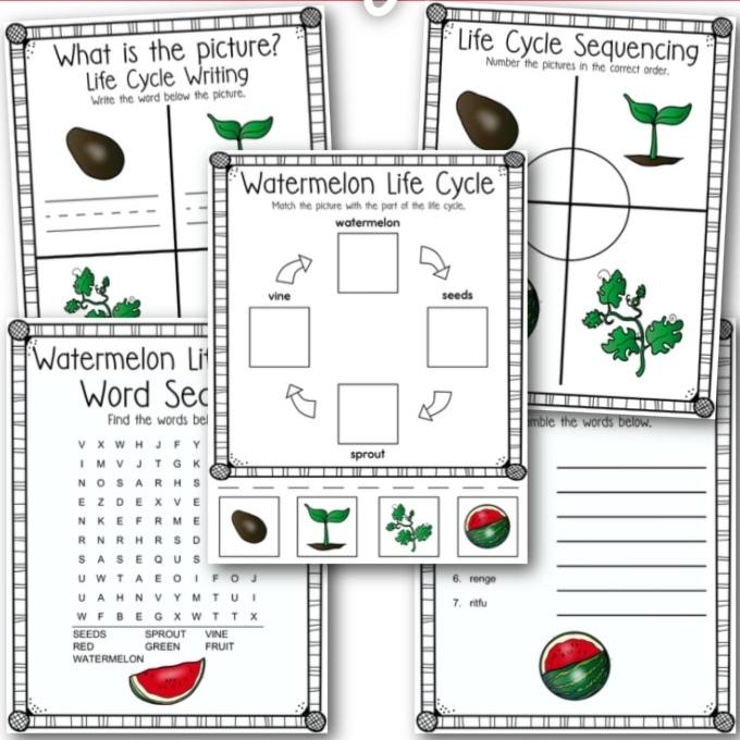 life cycle of a watermelon activity pages