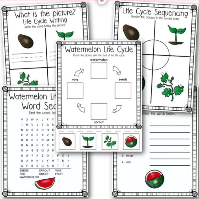 life-cycle-of-a-watermelon-fun-activities-for-kids-organized-home-school