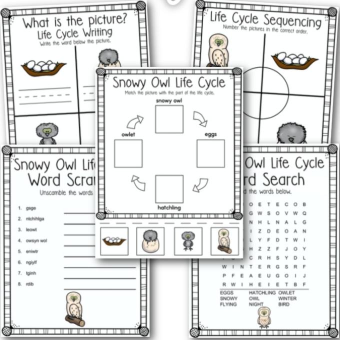 life cycle of an owl worksheets