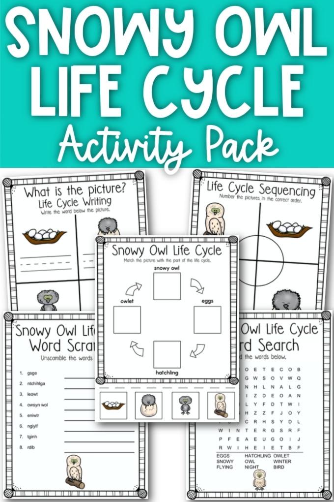 snowy owl life cycle activity pages